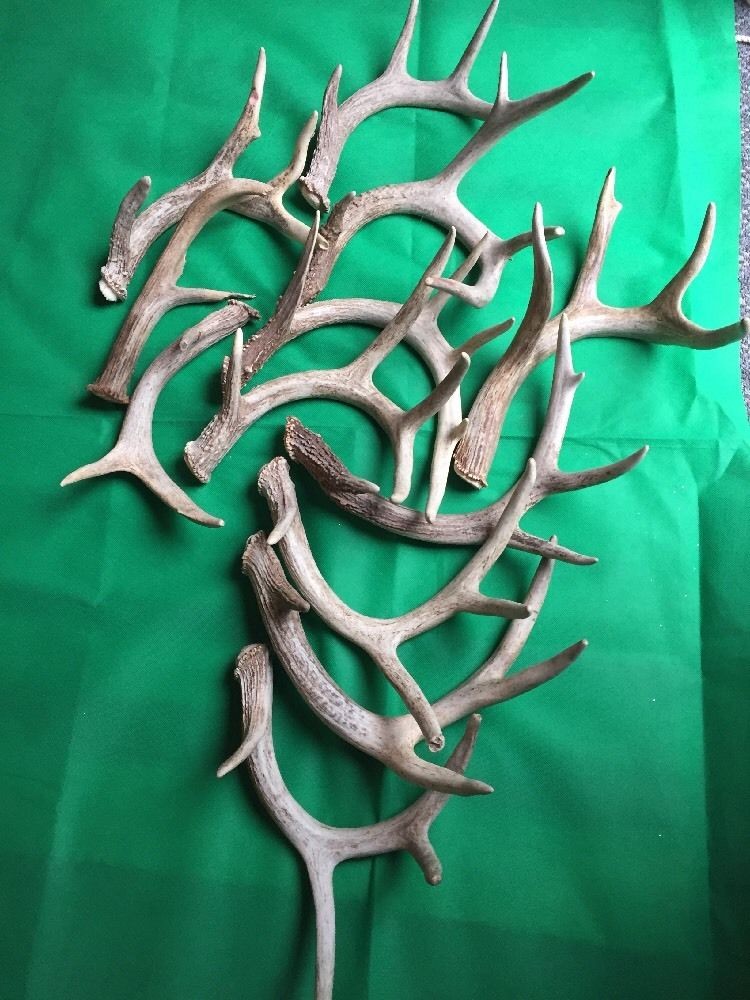 2 Point Deer Rack Deer Antlers (2 POINTS)
