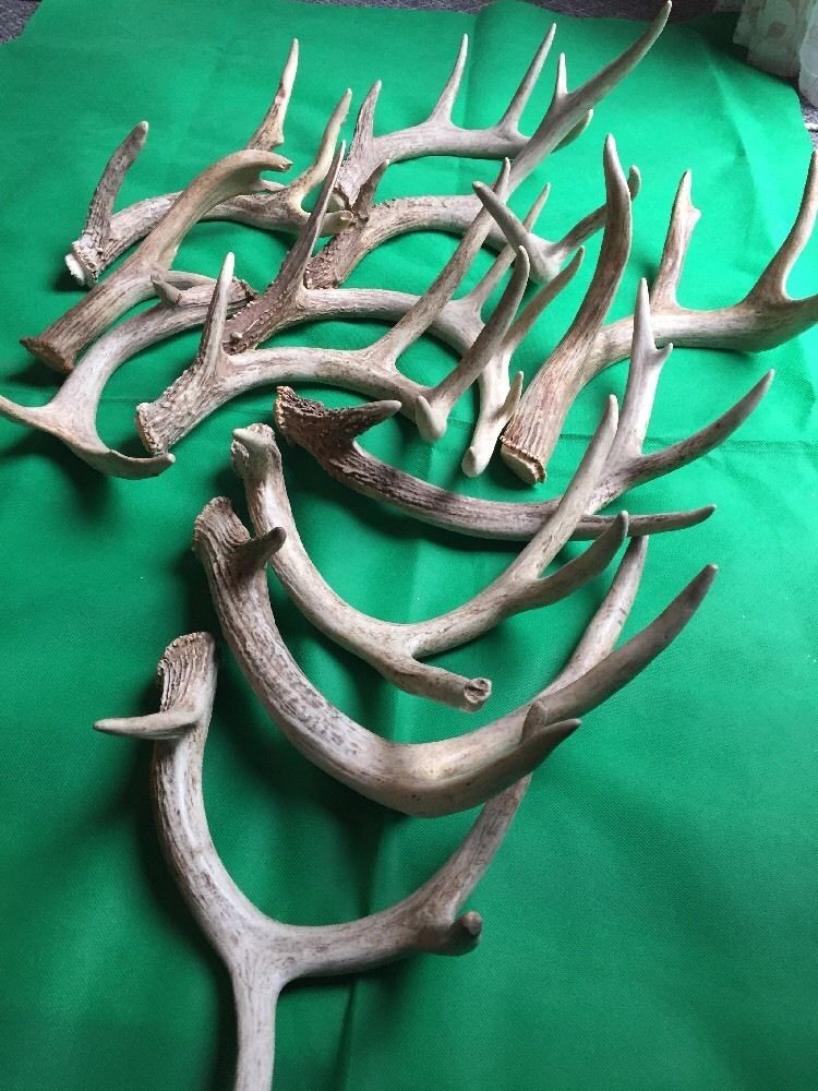 Deer Antlers 2 points