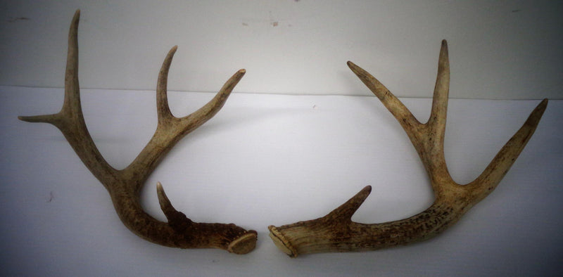 Deer Racks without Skull Cap (4 POINTS)