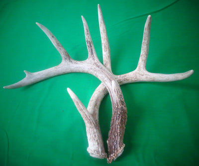 Deer Racks without Skull Cap (4 POINTS)