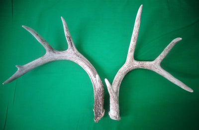 Deer Racks without Skull Cap (4 POINTS)