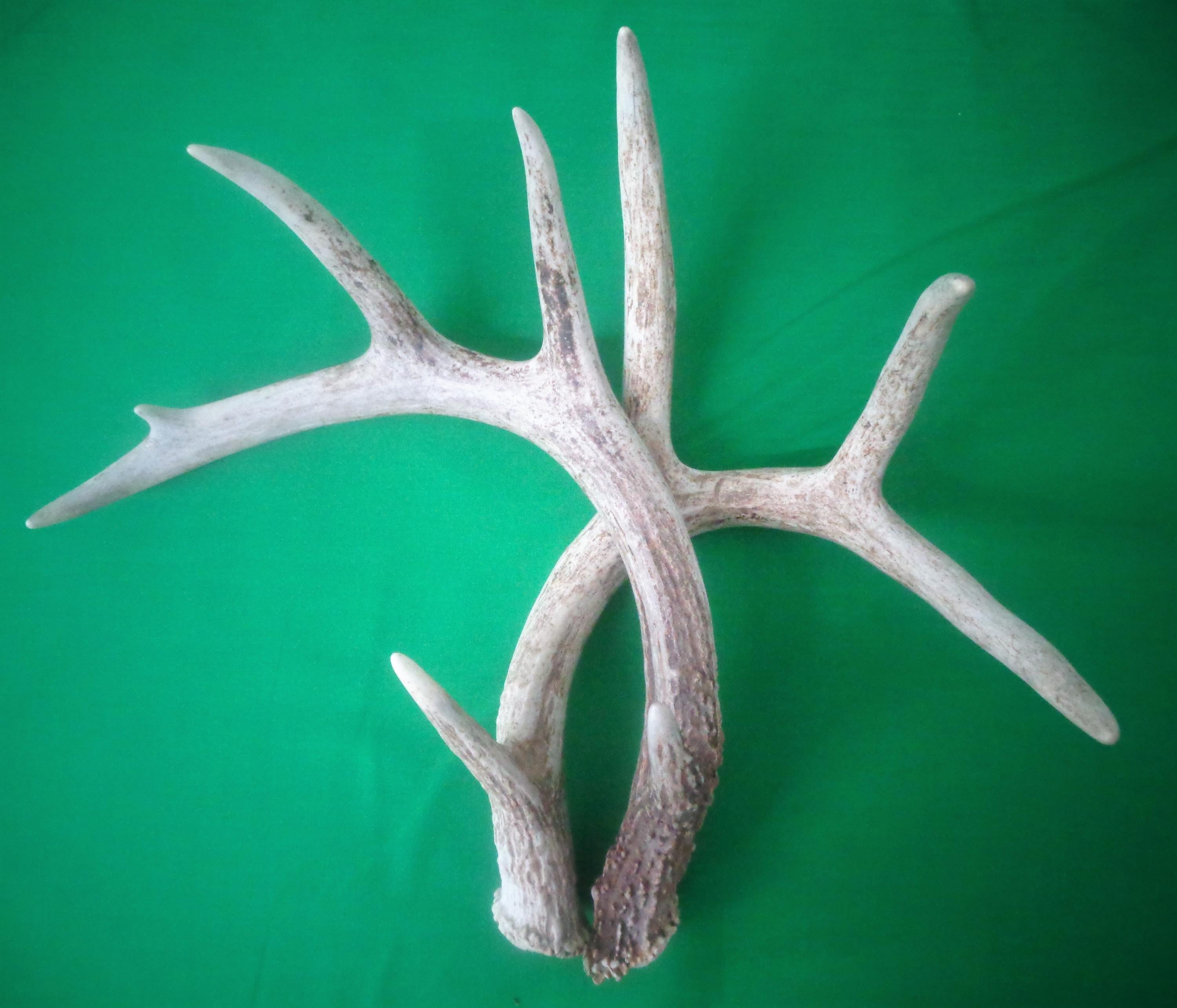 Deer Racks without Skull Cap (10 POINTS)