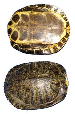 Large Turtle shell (1 piece) Aprox. 7"-8" L