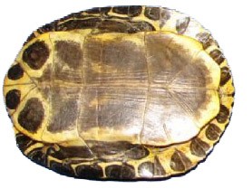 Large Turtle shell (1 piece) Aprox. 7"-8" L