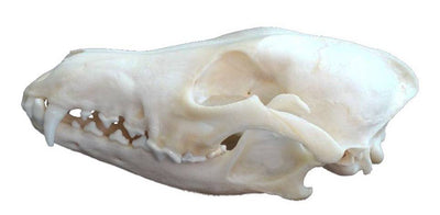 Real Cat Skull