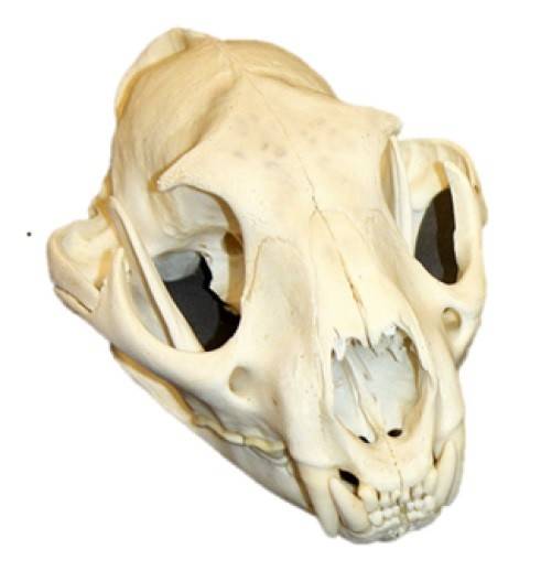 Real Dog Skull