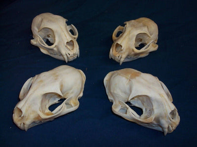 Real Mountain Lion  (Puma / Cougar) Skull completge with canines and teeth