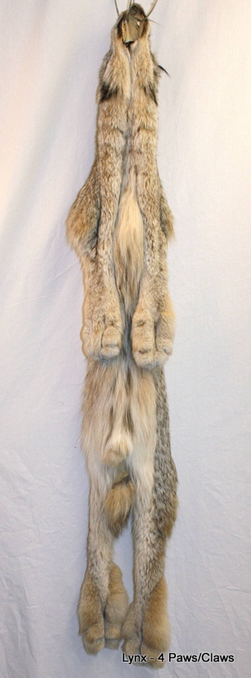 Alaskan Lynx  Claw Real