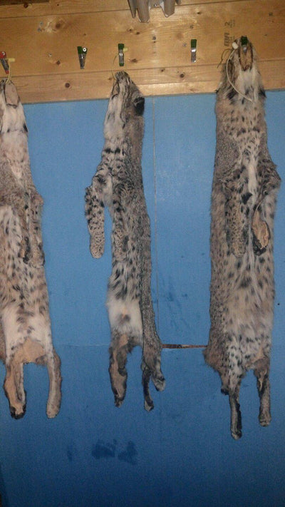 Alaskan Lynx  Skin (Complete) Large