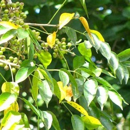 Almacigo (Herb)