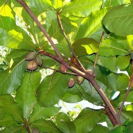 Almond Leaves (Herbs)