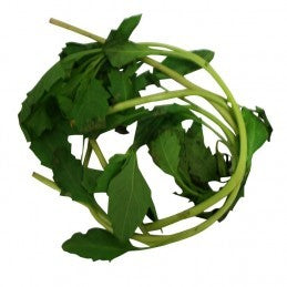 Amanza Guapo (Herb)