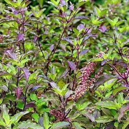 Basil  Purple Herb / albahaca morada