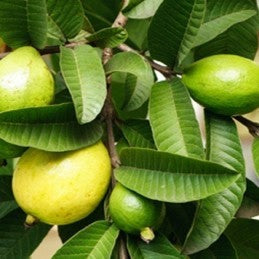 Guava (Herb)