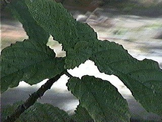 Pinon de Botija (Herb)