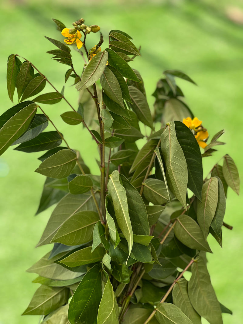 Hierba Hedionda (Herb)