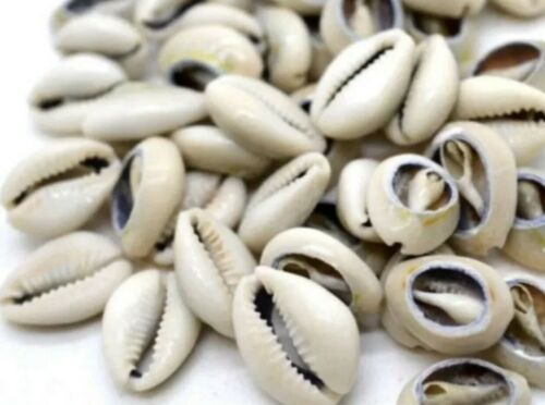 Cowrie Shells for Santeria